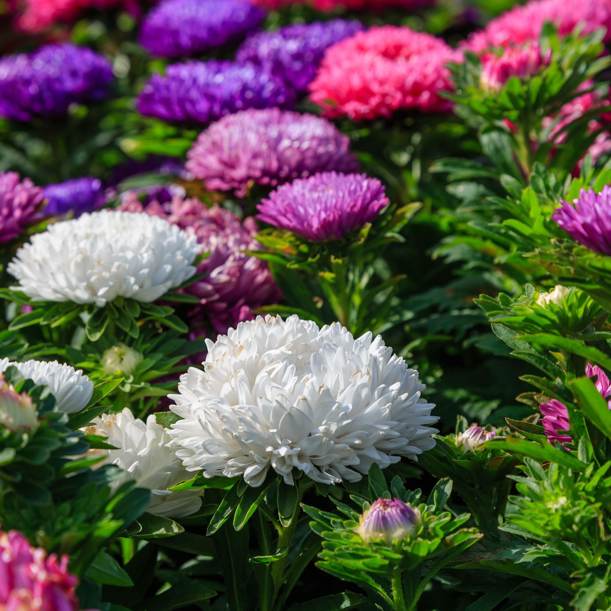 China Aster Seeds - Colour Carpet Mix - 1 Oz ~1,200 Seeds - Buy Bulk Non-GMO Callistephus Chinensis - Home, Farm & Gardening See